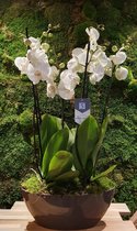 lek bloemenservice  planten orchidee wit