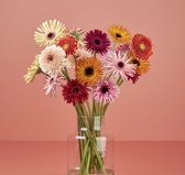Bloom Makery - Bijzondere Favoriet - Bloemen - Boeket- 24 Gerbera's