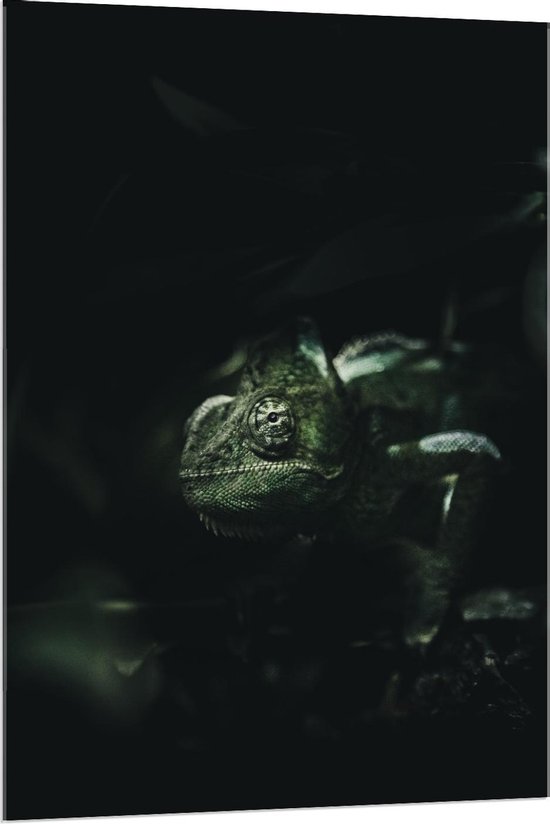 Acrylglas - Groene Kameleon in donkere Ruimte - 80x120cm Foto op Acrylglas (Met Ophangsysteem)