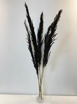 Pampasgras zwart | Pampas pluimen zwart | Pampas pluimen zwart gedroogd | Eryanthus zwart | Droogbloemen | 90 cm | 10 stuks