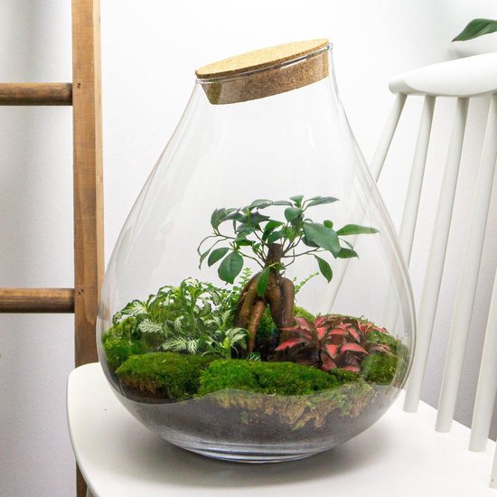 Ecosysteem plant - Planten terrarium - ↑ 37 cm Ø 29 cm - Ficus Bonsai - Plant in glazen pot - Flessentuin