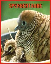 Sperbertaube