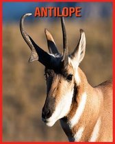 Antilope