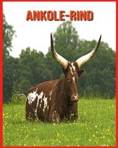 Ankole-Rind