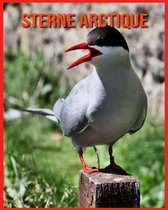 Sterne Arctique