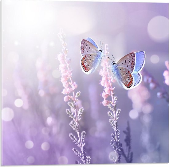 Acrylglas - Bijzondere Vlinders bij Paarse Bloemen - 50x50cm Foto op Acrylglas (Met Ophangsysteem)