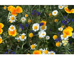 Veldbloemen zaad - Mini Wildbloemen meerjarig 1 kilo - 500 m2 - bijen - schermbloem- kleine pimpernel- bos vergeet mij nietje - muurbloempje - alpenaster - bijen - vlinders