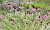 6x Zonnehoed (Echinacea pallida)