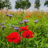 MRS Seeds & Mixtures : Wildbloemenmengsel 1-jarig – 40 bloemsoorten – groeihoogte: 20 – 100 cm – trekt nuttige insecten aan – geschikt voor alle bodemsoorten – onderhoudsvriendelijk