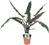 FloraFiesta - Olifantsoor - Alocasia Lauterbachiana - Pot Ø19 cm - Hoogte 80 cm