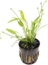 AQUAlook Echinodorus Tenellus | Dwergzwaardplant | in 5cm pot P5