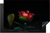 KitchenYeah® Inductie beschermer 80x52 cm - Een foto van een tropische bloem op een zwarte achtergrond - Kookplaataccessoires - Afdekplaat voor kookplaat - Inductiebeschermer - Inductiemat - Inductieplaat mat
