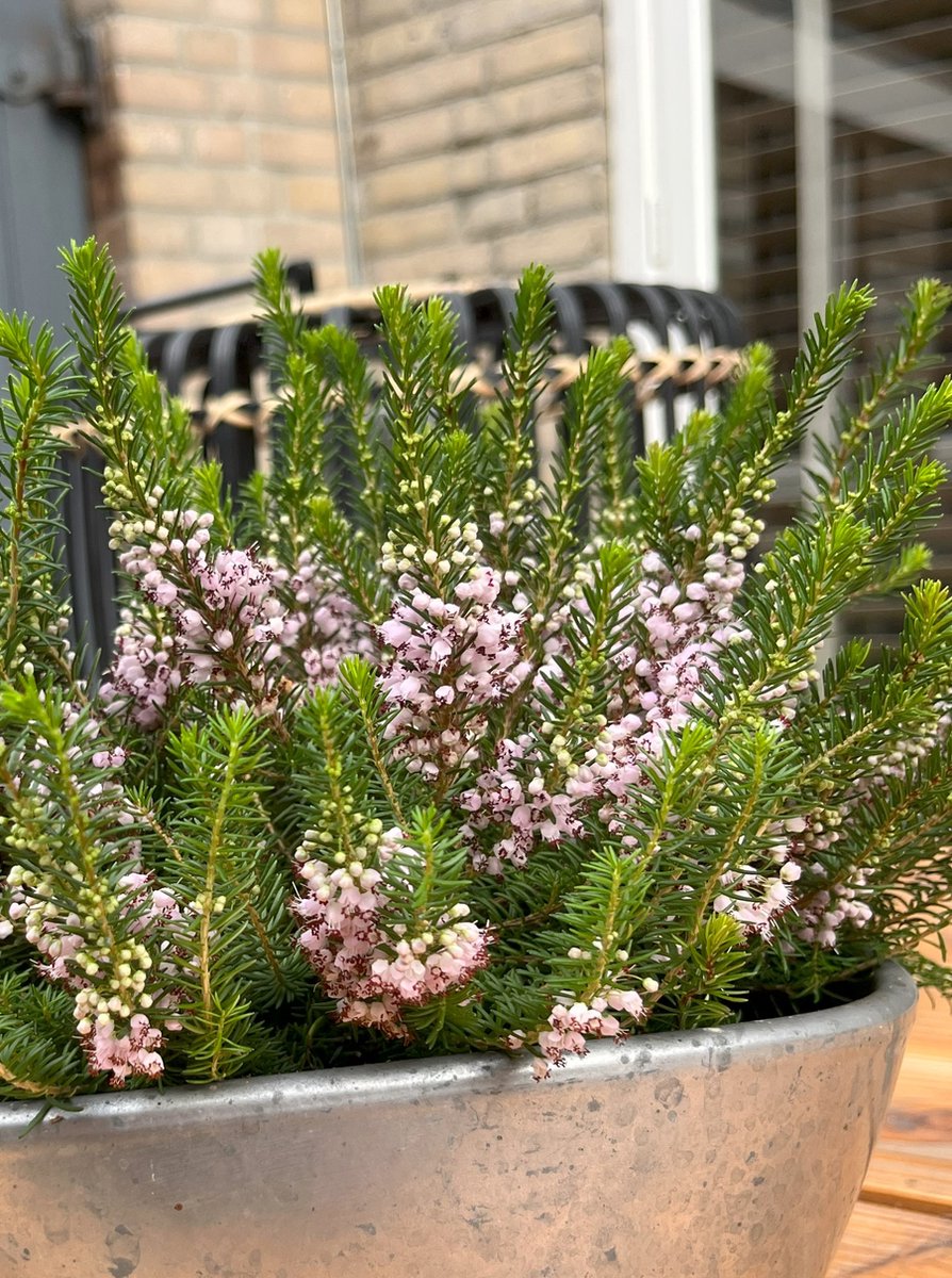 Zwerfheide Roze - 10 Stuks - Erica vagans 'Rubra' - P9.5 - Plant - Tuinplant - Heide