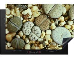 KitchenYeah® Inductie beschermer 77x51 cm - De stenen bloem Lithops in Zuid Afrika - Kookplaataccessoires - Afdekplaat voor kookplaat - Inductiebeschermer - Inductiemat - Inductieplaat mat