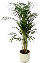 Areca palm - ↨110cm - Ø21cm inclusief elho Vibes Fold Round wit D22xH20