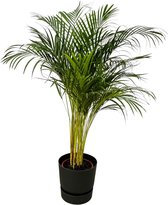 Areca palm - ↨130cm - Ø24cm inclusief elho Greenville Round zwart D30xH28