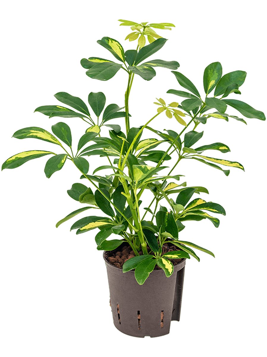 Schefflera arboricola 'Gold Capella' - 2pp Hydrocultuur - 35