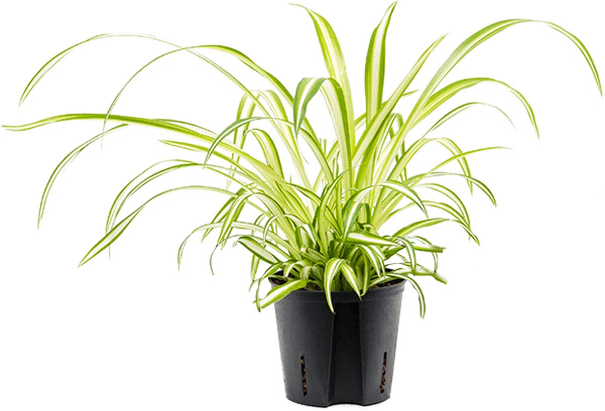 Chlorophytum comosum 'Variegatum' Hydrocultuur - 30cm pot 13cm