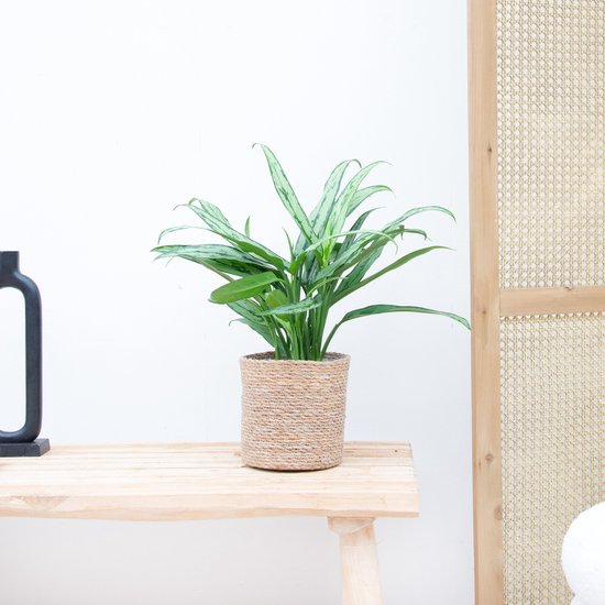 Aglaonema Cutlass - 45cm