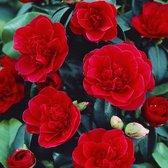 Camellia Japonica Rood - 3 Planten - Winterharde Japanse Rozen - Hoogte 25-40cm - Garden Select