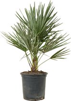Chamaerops Humilis – Europese dwergpalm – Palm – Winterhard - ⌀19 cm - 60-70 cm