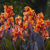Canna Panache | 1 stuk | Bloeiende vaste plant | bloemenpracht in de zomer | Wortelstok | Geschikt voor in Pot | Oranje | Roze
