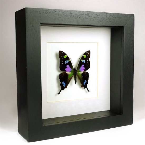 Opgezette vlinder in zwarte lijst 16x16 cm - Graphium weiskei