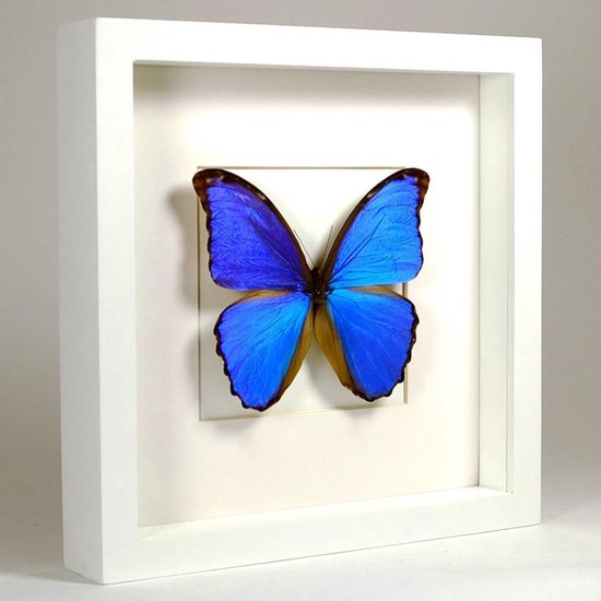 Papillon Morpho bleu naturalisé avec bords d'ailes marron dans un cadre blanc.