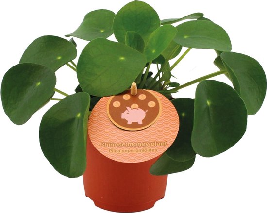 Plantenboetiek.nl | Pilea Peperomioides - Ø11cm - 15cm hoog - Kamerplant - Groenblijvend