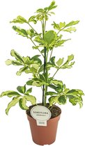 Plantenboetiek.nl | Schefflera Charlotte - Kamerplant - Hoogte 45cm - Potmaat 13cm