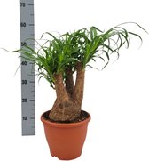 Plantenboetiek.nl | Beaucarnea Nolina - Kamerplant - Hoogte 55cm - Potmaat 23cm