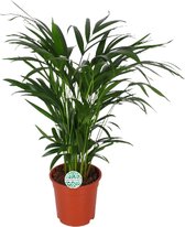 Plantenboetiek.nl | Areca Dypsis Lutescens - Kamerplant - Hoogte 60cm - Potmaat 17cm