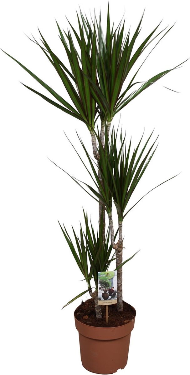 Plantenboetiek.nl | Dracaena Marginata - Ø21cm - 110-120cm hoog - Kamerplant - Groenblijvend