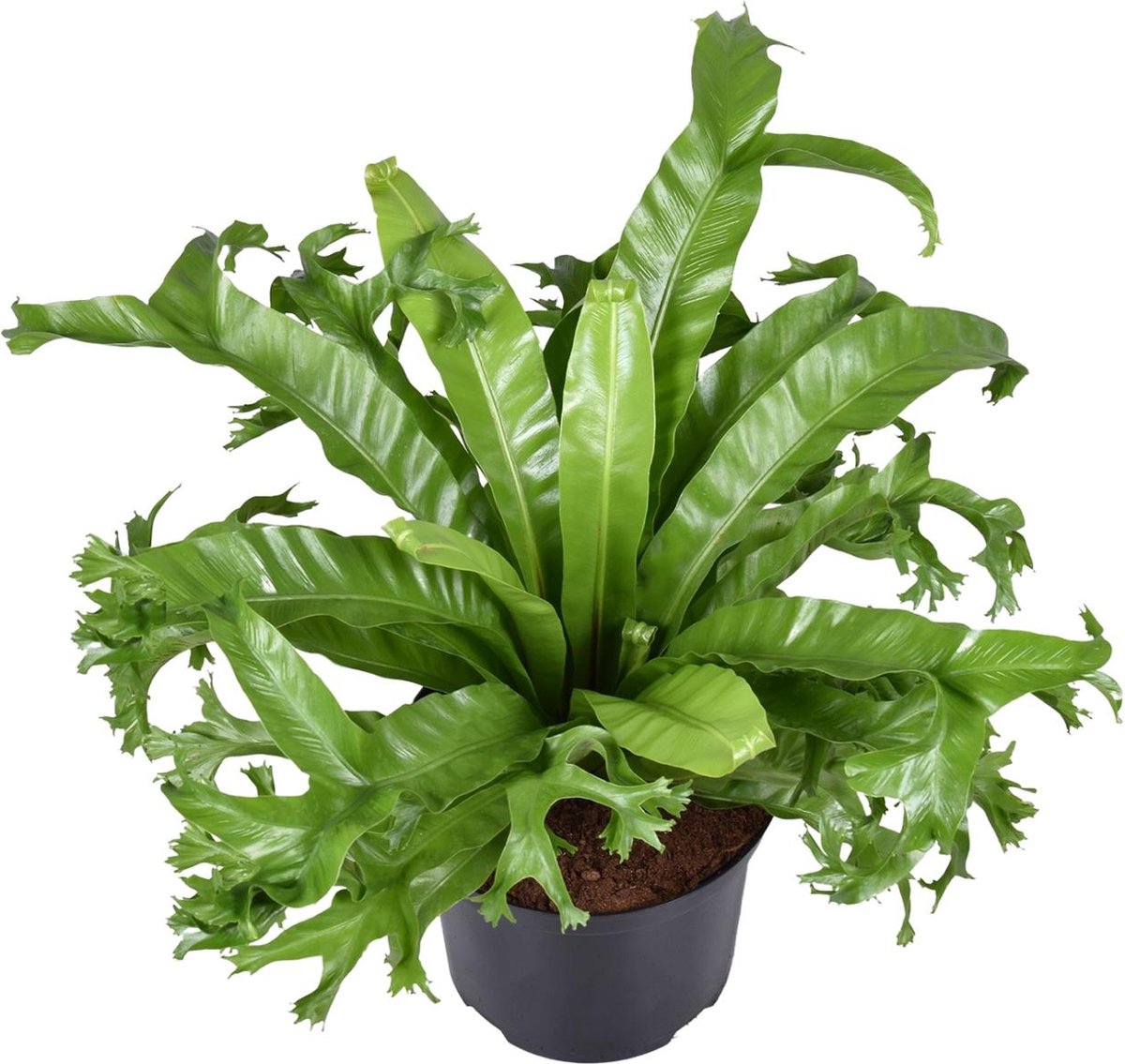 Plantenboetiek.nl | Asplenium Nidus Crissie - Ø23cm - 45-55cm hoog - Kamerplant - Groenblijvend