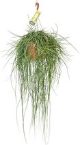 Plantenboetiek.nl | Rhipsalis Floccosa - Kamerplant - Hoogte 70cm - Potmaat 21cm