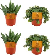 Plantenboetiek.nl | 2x Aloe Paradisicum + 2x Sedum Tornado - Kamerplant - Hoogte 10cm - Potmaat 10,5cm