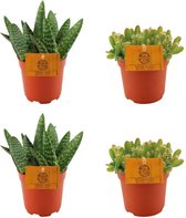 Plantenboetiek.nl | 2x Aloe Paradisicum + 2x Hylocereus Undatus - Kamerplant - Hoogte 10cm - Potmaat 10,5cm