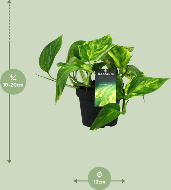 Plantenboetiek.nl | Scindapsus (Epipremnum) Pinnatum HiColor - Ø12cm - 20cm hoog - Kamerplant - Groenblijvend