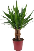 Plantenboetiek.nl | Yucca "Tres Cañas" 30 Stam - Kamerplant - Hoogte 70cm - Potmaat 19cm