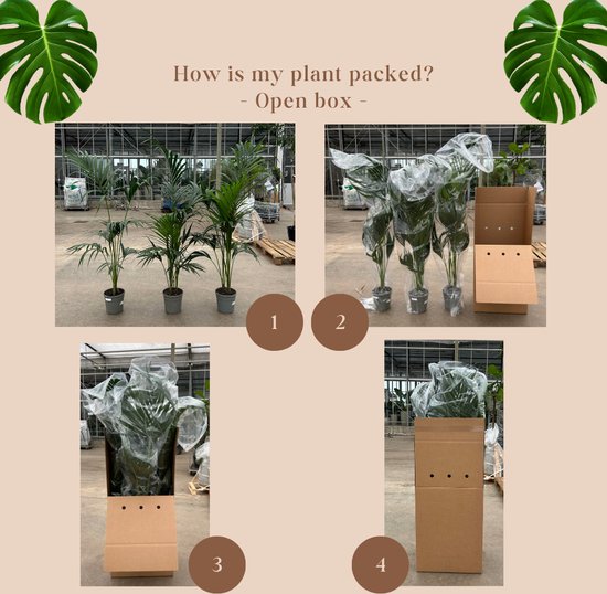 Yucca kopstek - potmaat 17 cm - hoogte 70 cm