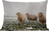 Buitenkussens - Tuin - Drie schapen in een winterlandschap - 60x40 cm