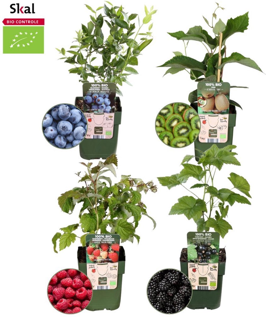 Plants by Frank | Zomervruchten BIO Fruitplanten mix set van 4 verschillende soorten | 100% Biologisch gekweekt | Fruittuin | Fruit | Planten | Tuinplanten