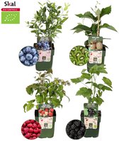 Plants by Frank | Zomervruchten BIO Fruitplanten mix set van 4 verschillende soorten | 100% Biologisch gekweekt | Fruittuin | Fruit | Planten | Tuinplanten
