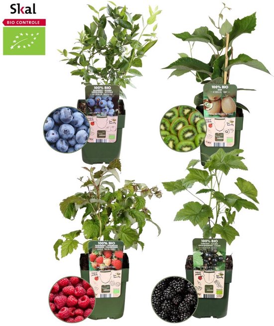 Vier biologische fruitplanten: blauwe bes, kiwi, framboos en zwarte bes in kweekpotten met fruit-labels.