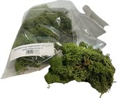 Rendiermos, mos Leger groen 100 gram. Geschikt voor decoraties, mosschilderijen, moswanden, bloemstukjes