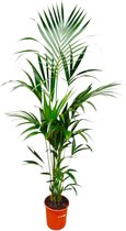 Kentia Palm - Howea Forsteriana hoogte 180cm potmaat 24cm