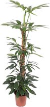 Gatenplant - Philodendron Dragon Tail mosstok hoogte 150cm potmaat 27cm
