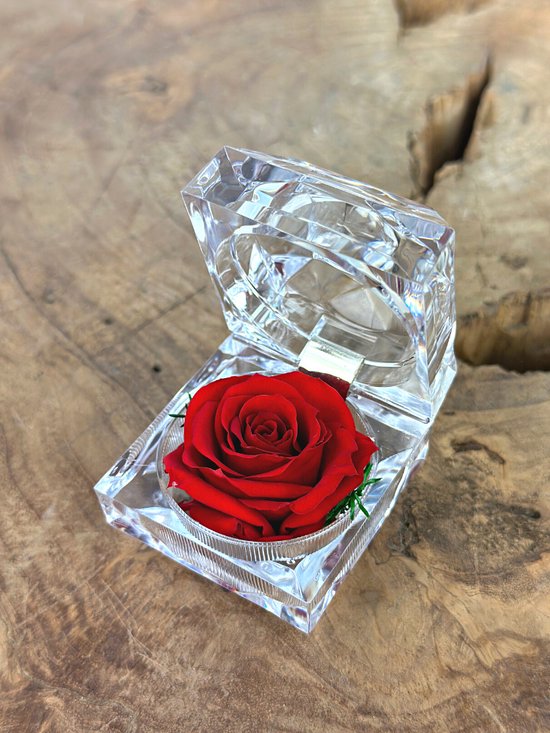 Rode Longlife Roos in transparante "jewel" giftbox | De ultieme gift | Perfect cadeau voor jouw geliefde