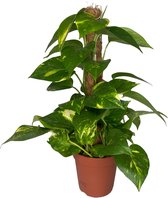 Outletplant - Epipremnum Pinnatum - Mosstok - Kamerplant - Pot 15cm - Hoogte 50cm