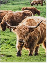 Muurdecoratie buiten Schotse hooglander - Koeien - Gras - 120x160 cm - Tuindoek - Buitenposter